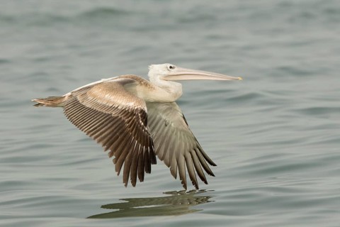 Pink-backed Pelican (Pelecanus rufescens) juvenile flying, Gambia