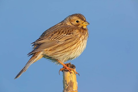 Corn Bunting, Miliaria calandra, Emberiza calandra, Bruant proyer, Triguero, Lesbos, Greece