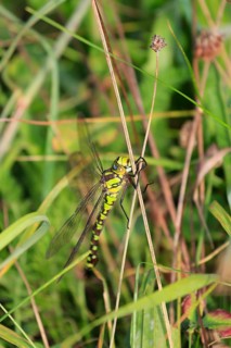 Dragonfly, September, Mecklenburg-Western Pomerania, Germany