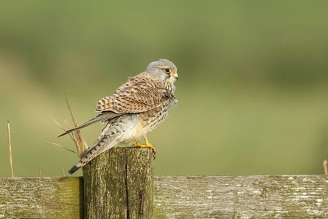 Torenvalk zittend op hek; Common Kestrel sitting on fence;
