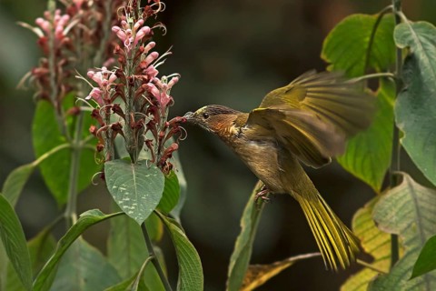 Mountain Bulbul (Ixos mcclellandii) feeding on flower nectar, Darjeeling, India