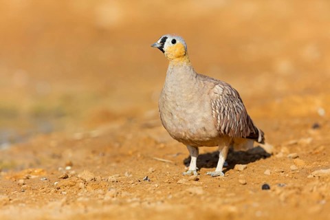 Crowned flying fowl, (Pterocles coronatus), North America, Middle East, family of flying fowl,