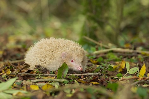European hedgehog (Erinaceus europaeus) white albino adult animal in a woodland in the autumn,