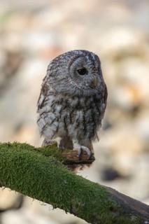 One tawny owl or brown owl (Strix aluco) sitting on a mossy branch