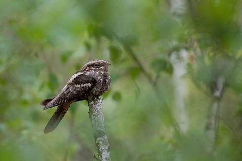 European Nightjar (Caprimulgus europaeus) perched on a branch, Brandenburg, Germany