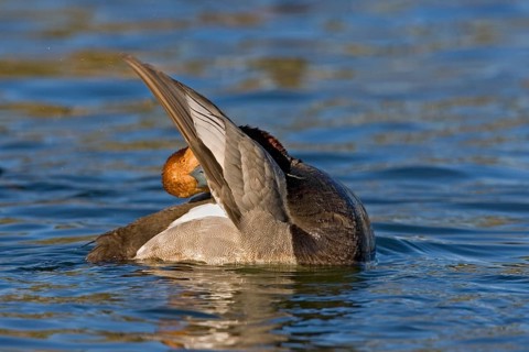 Redhead Aythya americana Tucson, ARIZONA, United States March Adult Male preening. Anatidae