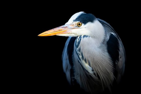 Portrait of a grey heron (Ardea cinerea), Canton of Zurich, Switzerland