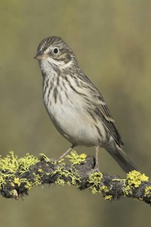 Vesper Sparrow (Pooecetes gramineus), Oregon, USA