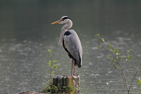 Grey heron (Ardea cinerea), Bochum, North Rhine-Westphalia, Germany