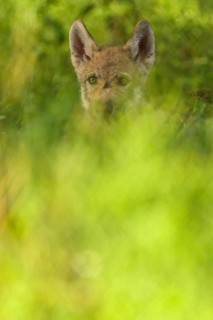 Wolf (Canis lupus), young wolf in forest, summer, Germany