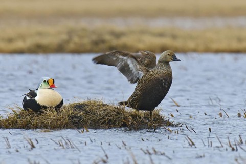 King Eider (Somateria spectabilis) pair, Alaska, USA