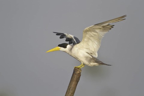 Large-billed Tern (Phaetusa simplex), Ecuador