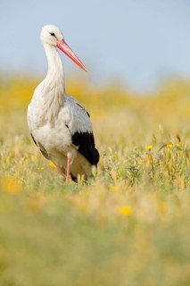 Weißstorch, White Stork, Ciconia ciconia, Cigogne blanche, Cigüeña Blanca, Cigüeña Común