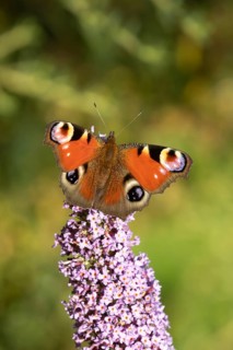 Peacock butterfly (Aglais io) adult insect feeding on a garden Buddleja or buddleia purple flower