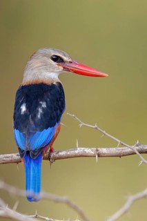 Grey-headed kingfisher, kingfisher, perch, foraging, biotope, habitat, animals, birds, kingfishers,