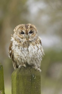 Tawny Owl (Strix aluco), Wales, United Kingdom