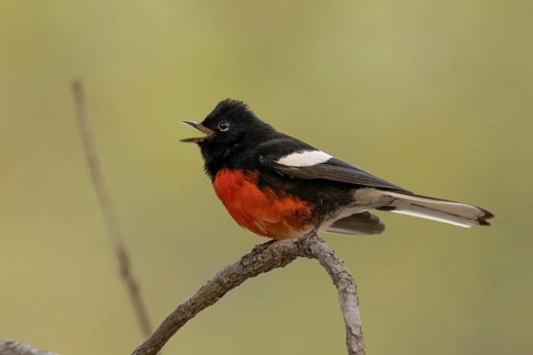 Painted Whitestart (Myioborus pictus) singing, Arizona, USA