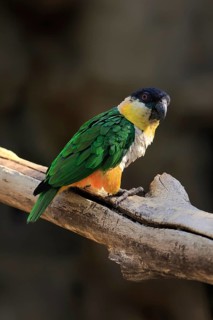 Green-winged Parrot (Pionites melanocephalus), adult, Waiting, alert, curious, Northern South