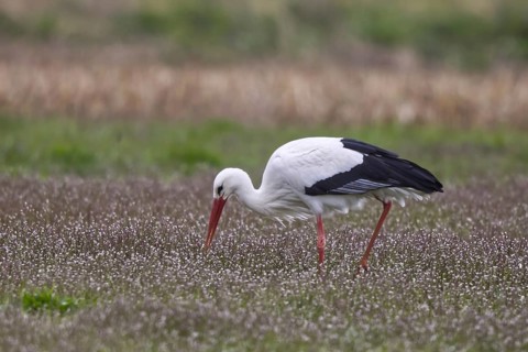 White Stork (Ciconia ciconia) foraging, North Rhine-Westphalia, Germany