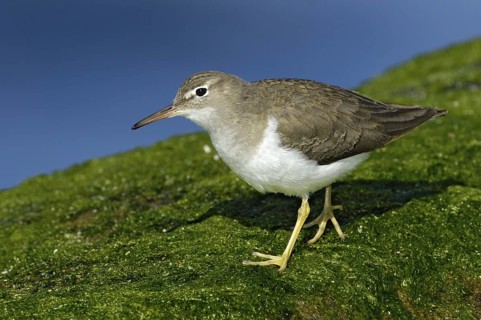 Spotted Sandpiper (Actitis macularius), Texas, USA