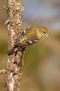 Two-barred Crossbill (Loxia leucoptera) female, Alaska, USA