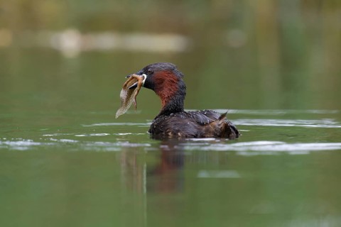 Little Grebe (Tachybaptus ruficollis) eating a larva of a European common spadefoot (Pelobates