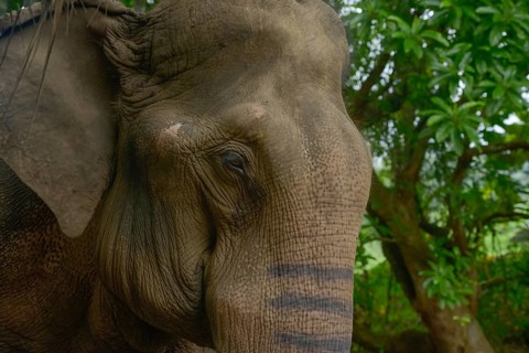 Close-up of a majestic Asian elephant, highlighting its textured skin and soulful eyes in a lush