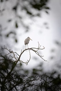 Grey heron (Ardea cinerea) standing on a bare branch in the treetop, in the centre of the picture,