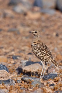 Double-banded Courser (Rhinoptilus africanus), Hardap, Namibia
