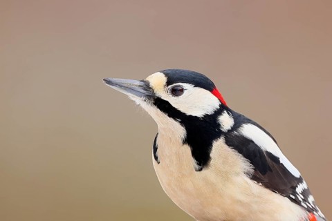 Great spotted woodpecker (Dendrocopos major), male, portrait, woodpeckers, wildlife, Siegerland,