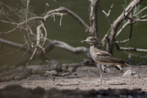 Senegal Thick-knee (Burhinus senegalensis), Senegal