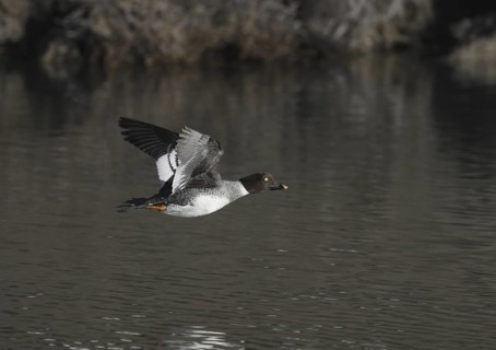 Common Goldeneye (Bucephala clangula) female flying, California, USA