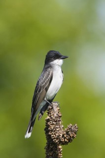 Eastern Kingbird Tyrannus tyrannus southern Illinois, United States 21 May Adult Tyrannidae