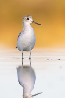 Common Greenshank (Tringa nebularia), Victoria, Australia