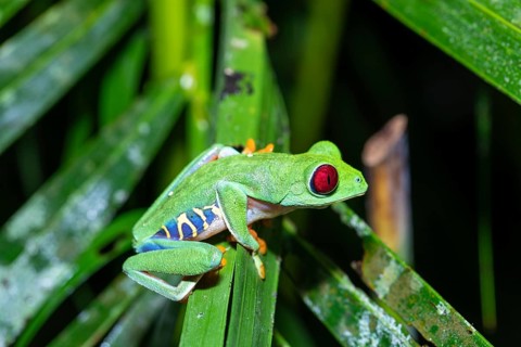Macro shot of a Red-Eyed Tree Frog (Agalychnis callidryas) resting on a leaf. Vibrant colors show