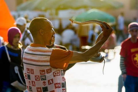 Snake charmers on Place Djemma el-Fna, Juklerplatz, UNESCO World Heritage Site, Marrakech, Morocco