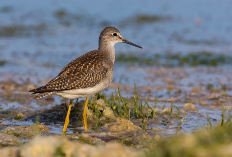 Lesser Yellowlegs (Tringa flavipes), British Columbia, Canada