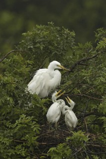 Great Egret (Ardea alba), Florida, USA