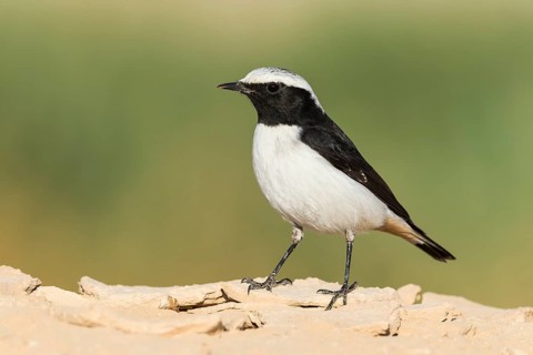 Mourning Wheatear (Oenanthe lugens) male, Eilat, Israel