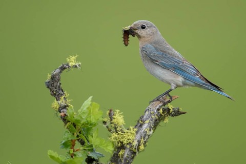 Mountain Bluebird (Sialia currucoides) female perched on a branch with food in its beak, British