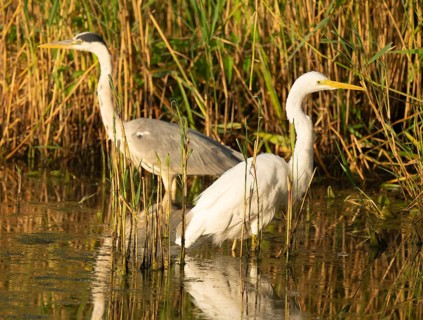 Great White Egret (Ardea alba) and Grey Heron (Ardea cinerea) foraging in the shallow water zone of