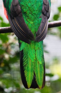 Golden-headed quetzal (Pharomachrus auriceps) detailed study of the back and tail feathers of an