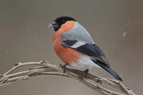 Eurasian Bullfinch (Pyrrhula pyrrhula) male, Rhineland-Palatinate, Germany