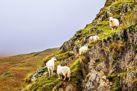 Sheeps from Claerwen Valley, Elan Valley Reservoir, Rhayader, Powys, Wales, UK