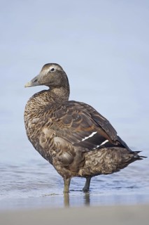 Common Eider (Somateria mollissima) female, Netherlands