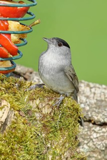 Blackcap (Sylvia atricapilla), male, eating from an apple at a feeder in the garden, North