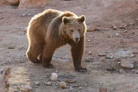 A brown bear strolls on dusty, rocky ground in wild sanctuary. Its thick fur and powerful stance