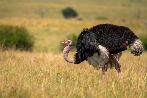 Capture of a magnificent ostrich striding confidently through the lush, golden savannah grass under
