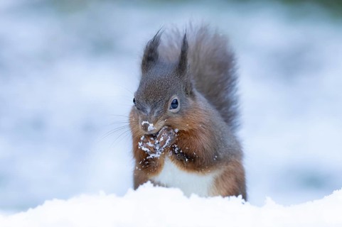 Red squirrel (Sciurus vulgaris) adult animal feeding on a nut in a snow covered woodland in winter,