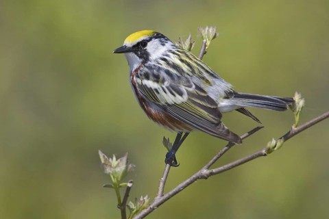 Chestnut-sided Warbler (Setophaga pensylvanica), Ontario, Canada